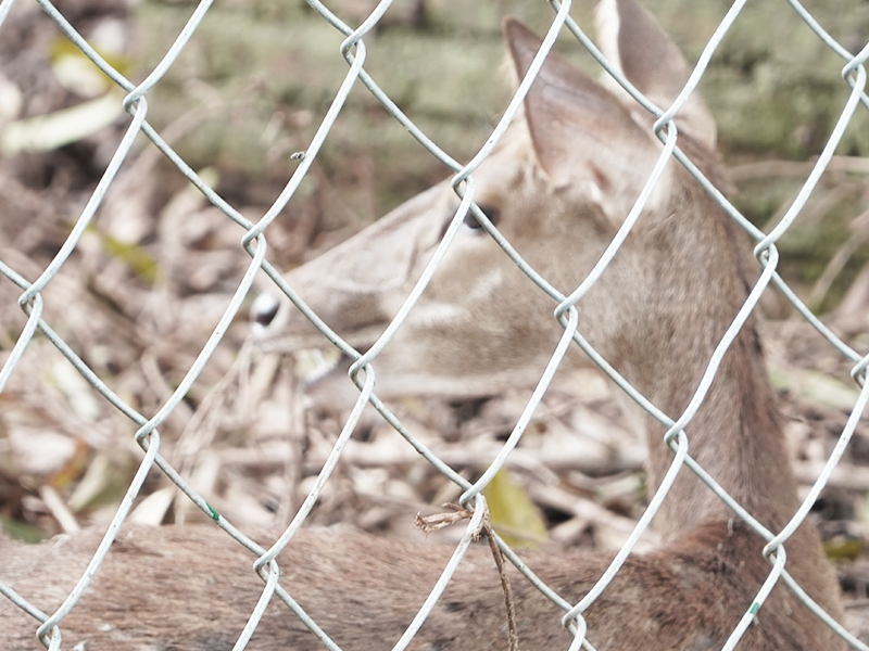 ANIMAL FENCE